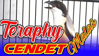TERAPI CENDET MALAS BUNYI, TERBUKTI AMPUH MEMBUAT CENDET LOYO JADI FIGHTER