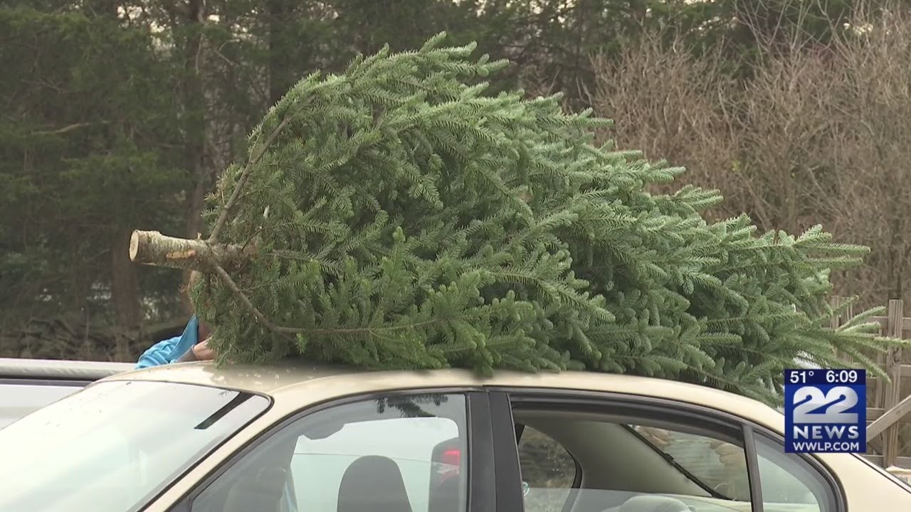 Families search for perfect Christmas tree at Granby farm YouTube