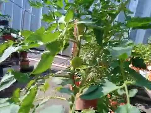 Video: Macam mana buah tomato?