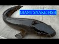 Giant snake fish on canal banks in florida