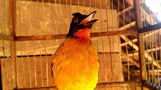 burung kutilang emas gacorsuara asli untuk pemikat burung