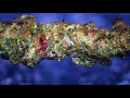 Boneless grilled lamb loin Afghan Kabab this kebab recipe is so enticing and delicious