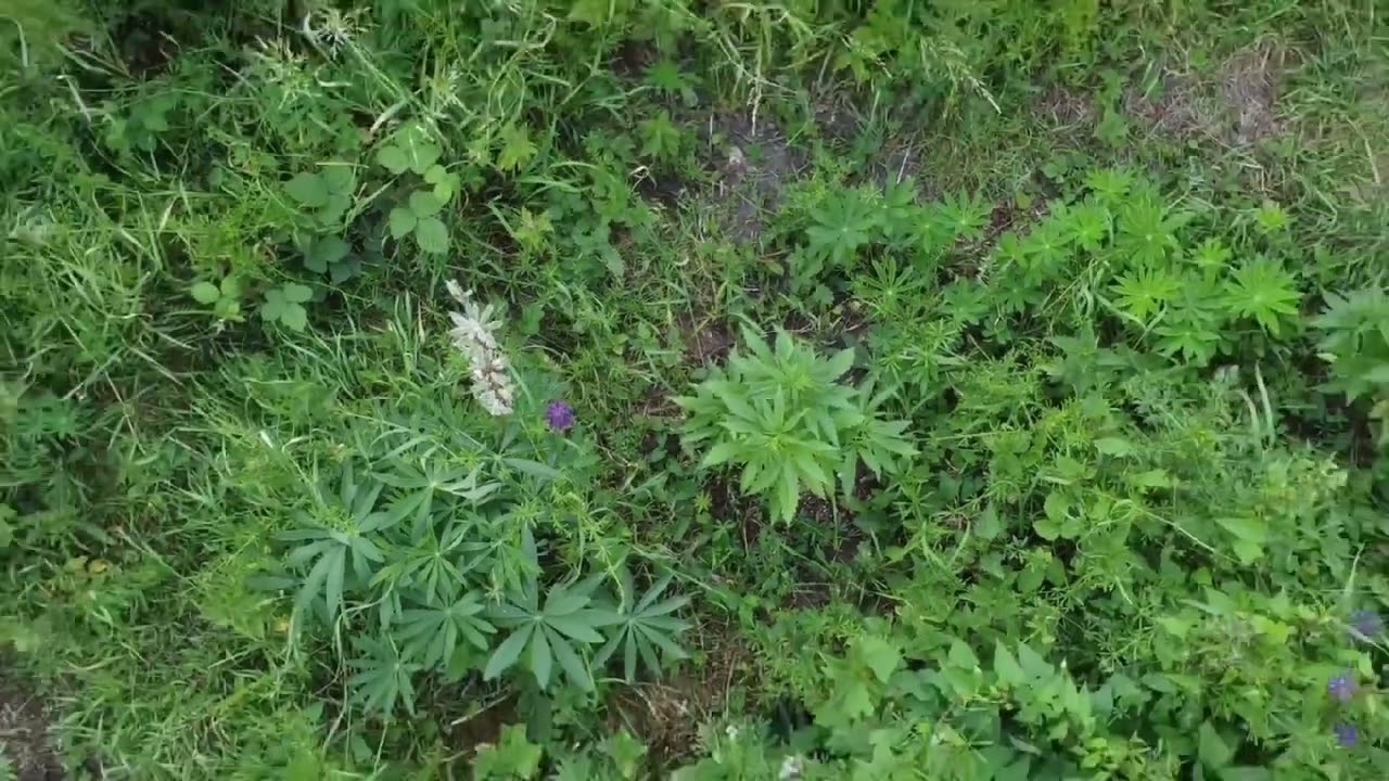 💥🍁 UK guerilla grow week 9 pt1 🍁💥🇬🇧🦍