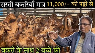 सिरोही नस्ल की सस्ती बकरियाँ मात्र || ₹11000@How to start goat/farming || @shree goat farm