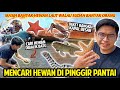 MENCARI HEWAN APAPUN YANG ADA DIPINGGIR PANTAI DEKET BANGKAI KAPAL! BANYAK HEWAN WALAU BANYAK ORANG!