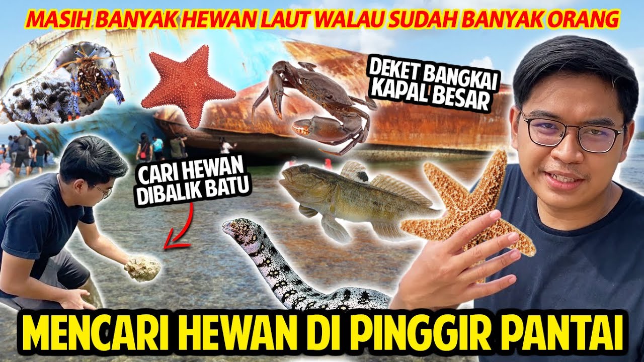 MENCARI HEWAN APAPUN YANG ADA DIPINGGIR PANTAI DEKET BANGKAI KAPAL