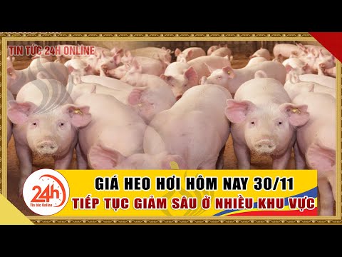 Giá heo hơi ngày hôm nay 30/11/2020 Giá heo hơi biến động trái chiều ? cập nhật giá lợn hơi mới nhất