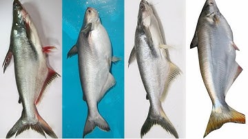 PHÂN BIỆT CÁ TRA - CÁ BASA - CÁ HÚ - CÁ DỨA - CÁ BÔNG LAU|| CHỢ CÁ - ĐI CHỢ - CÁC LOẠI CÁ DA TRƠN