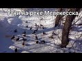 Димитровград.Утки на реке Мелекесска.