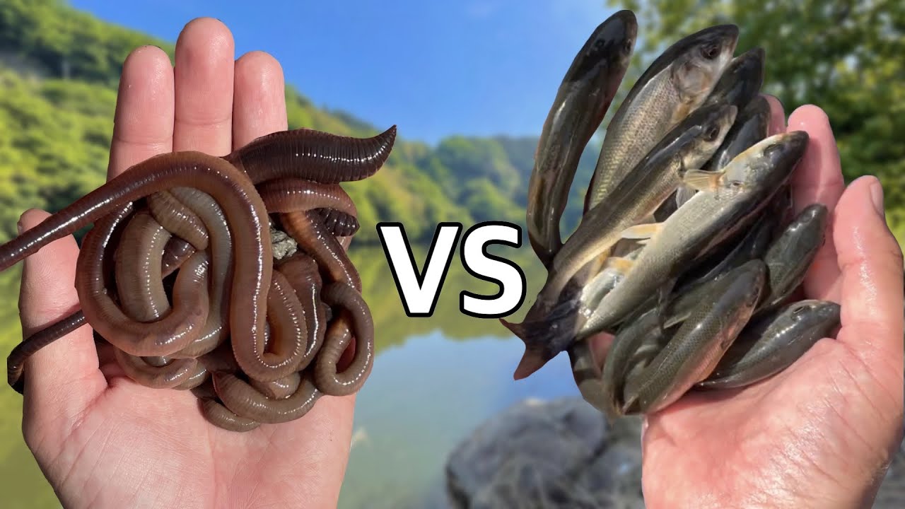 ウグイVSミミズ - どっちが釣れるか対決したらマジで圧倒的な差があった。。