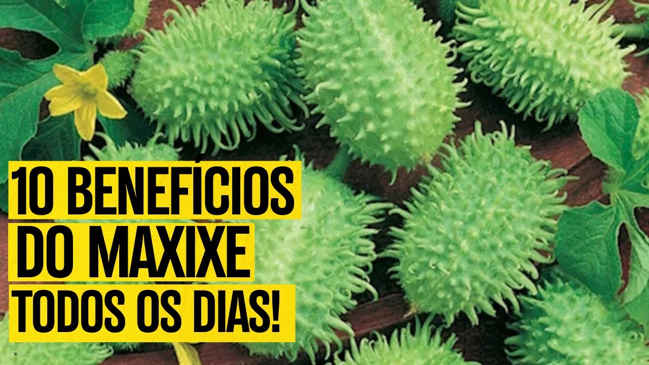 10 Benefícios do MAXIXE: Para que Serve e Como Usar - [TEM EFEITOS ...