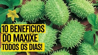 10 Benefícios do MAXIXE: Para que Serve e Como Usar -  [TEM EFEITOS COLATERAIS?]