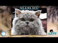 Selkirk Rex 🐱🦁🐯 EVERYTHING CATS 🐯🦁🐱 の動画、YouTube動画。