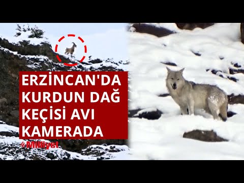 Erzincan'da kurdun dağ keçisi avı kamerada