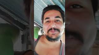 Alexdendria Parakeet Am