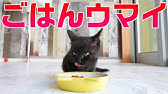 子猫の耳に猫カビがあるのでイソジンを塗って治療してます Youtube 子猫の耳に猫カビがあるのでイソジンを塗って治療してます Youtube