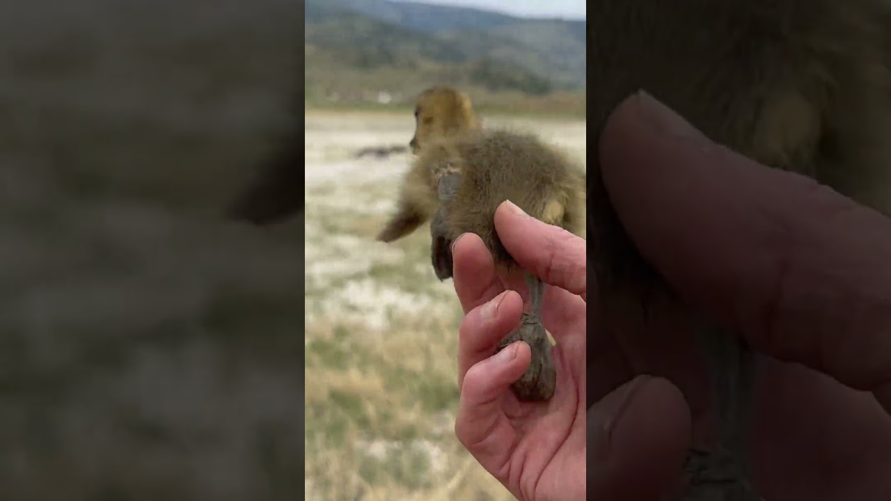 When God Tells Us to Be Still: Lessons from a Baby Goose