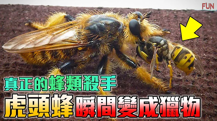 【真正的黄蜂杀手】所有蜂科最害怕的天敌！| 最强拟态昆虫，相似度达到99%！| 昆虫界最大骗局！你看见的不一定是真的！ - 天天要闻