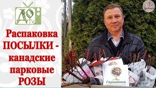 ЗИМОСТОЙКИЕ РОЗЫ - КАНАДСКИЕ ПАРКОВЫЕ / САЖЕНЦЫ по ПОЧТЕ