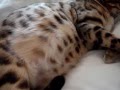 Ariel 62 days pregnant babies moving in her tummy copyright Summerspride Bengals