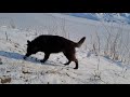 Не бойтесь волкособ ! Они чуть сложнее в содержание, чем собаки,  самое главное это желание !