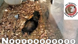 Guinea Pig Discovered Too Late!!