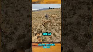 Dogs Surround The Rabbit Hole animal dog rabbit wildlife nature