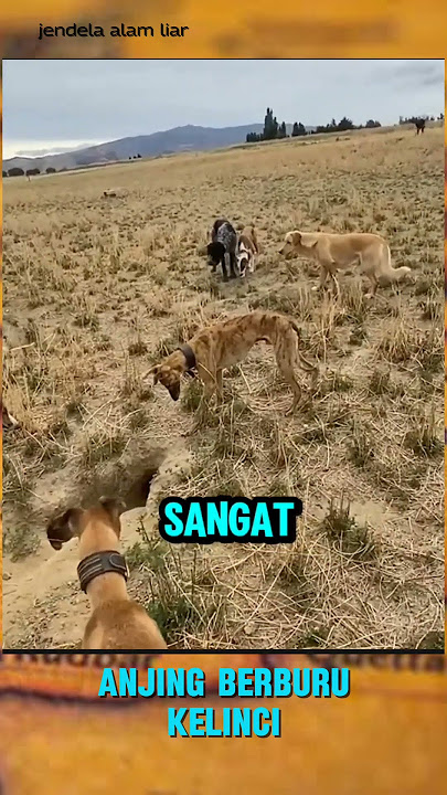 Anjing mengepung lubang kelinci #animal #anjing #kelinci #wildlife #nature