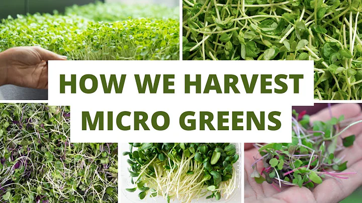 How We Harvest Micro Greens