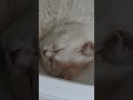 Кот крепко спит в уютном месте