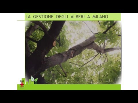 Video: Ufficio Verde A Milano