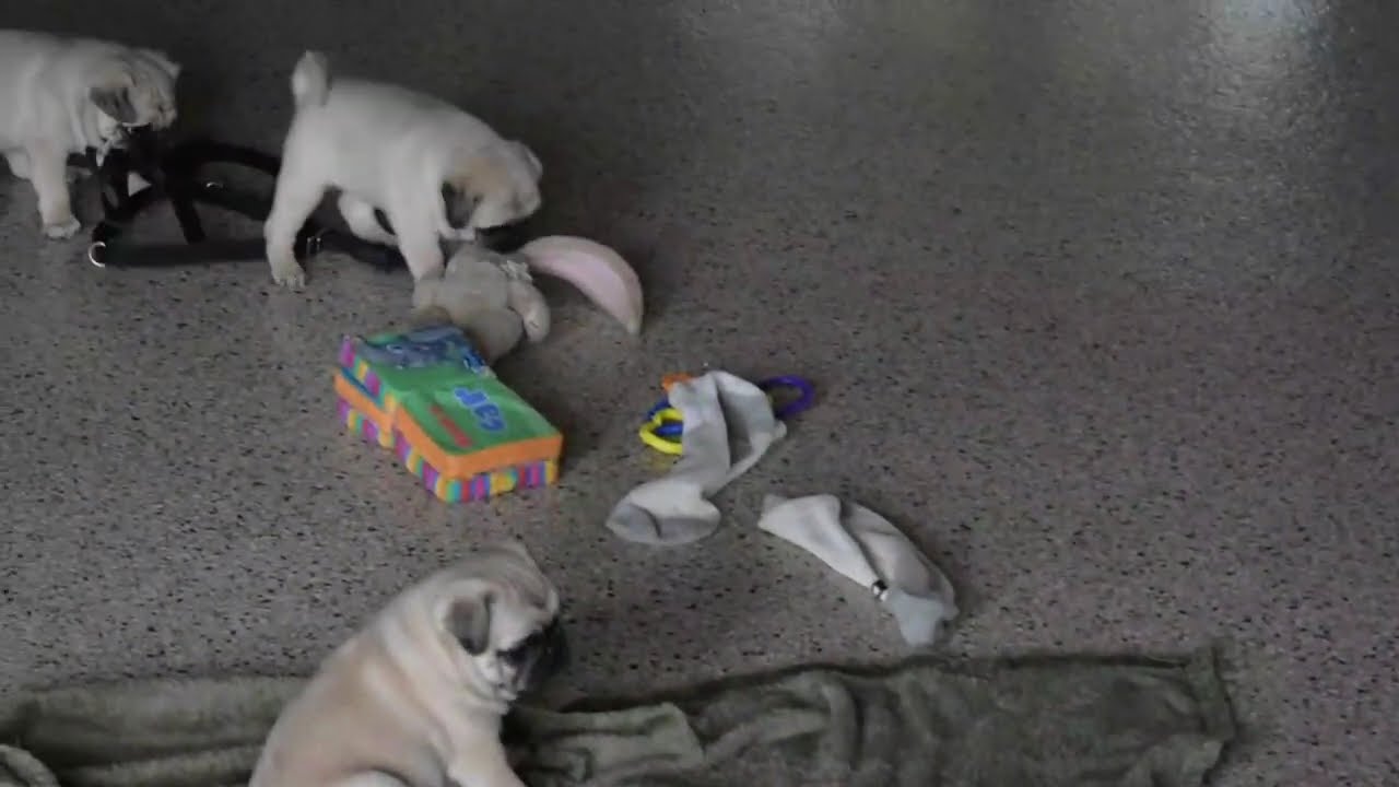 PUG`sパパです。 Pug Puppies For Sale - YouTube