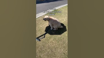 My Dog the Diva 🐶💄💎 @TheJessiiShow #TheManniiShow.com/series