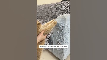 No More Cat Scratches: Protect Your Sofa Today!  #cat