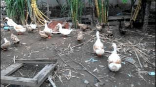 Itik Nila Tanjung Kling Melaka