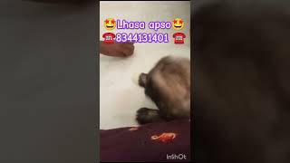 lhasapso puppy sale coimbatore tiruppur karur bangalore chennai madurai pollachi ooty Trichy