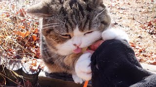 Maru enjoys the winter outside garden.