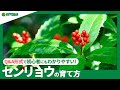 ☘32:センリョウの育て方｜センリョウの育て方｜植えつけの注意点、剪定や管理方法、赤い色以外の実も付くの？｜【PlantiaQ&A】植物の情報、育て方をQ&A形式でご紹介