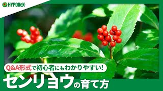 ☘32:センリョウの育て方｜センリョウの育て方｜植えつけの注意点、剪定や管理方法、赤い色以外の実も付くの？｜【PlantiaQ&A】植物の情報、育て方をQ&A形式でご紹介