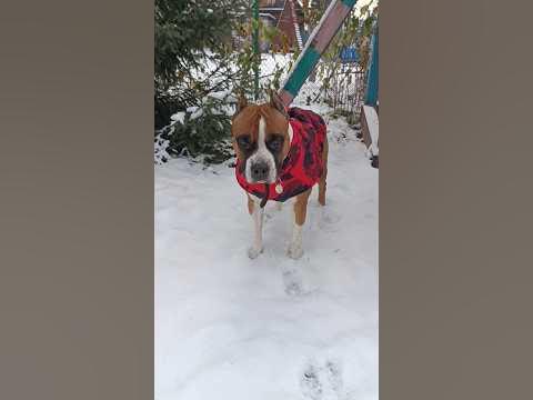 Новая одежда для Стаффорда #амстафф #amstaff - YouTube