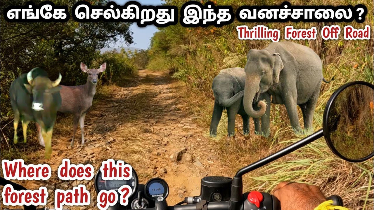 🔥அதிபயங்கரமான காட்டு வழி 🔥 ஆபத்தான விலங்குகள் நடமாடும் தேசிய நெடுஞ்சாலை 🐘 Most Dangerous Forest road