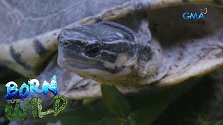 Examining Asian box turtles | Born to be Wild