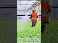 Smart Greenhouse Irrigation System for Efficient Crop Watering #farming