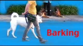 Stop barking on a walk - Barking- Episode 3