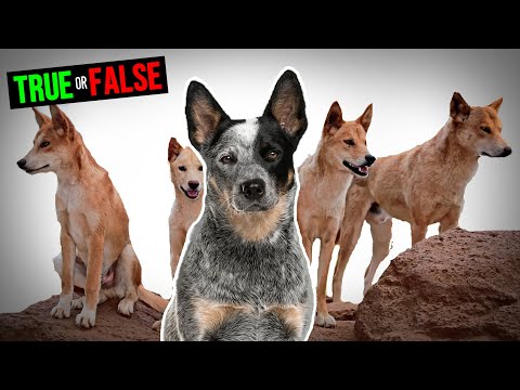 Видео: Келпи, динго и други породи кучета от Австралия