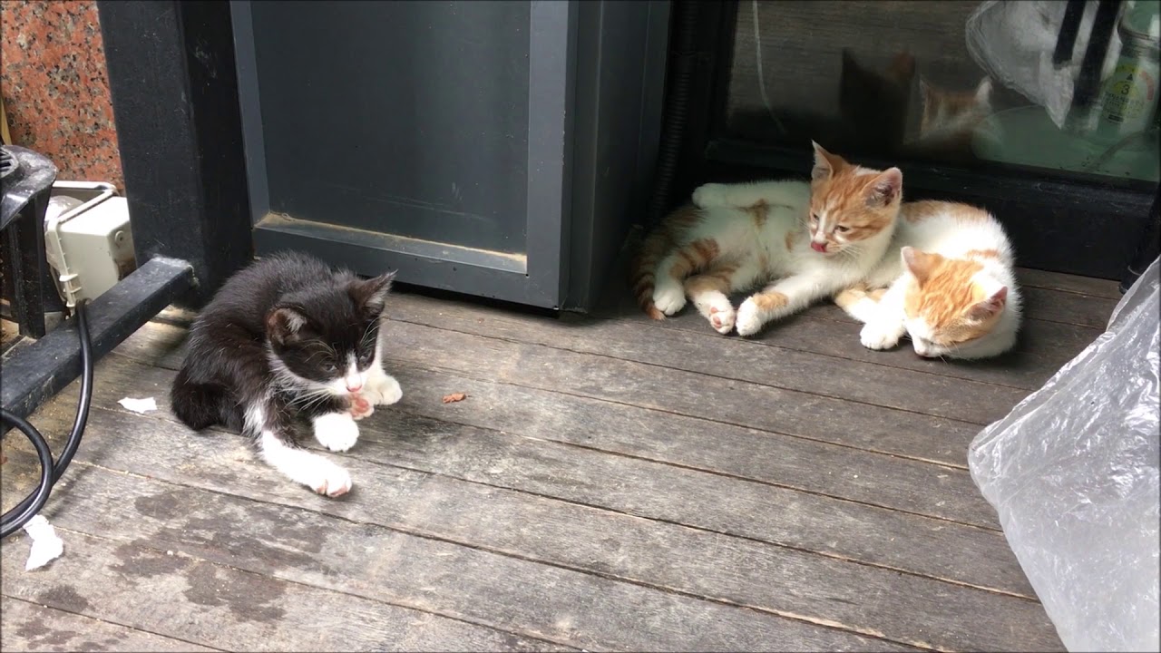 Wash cat's face YouTube