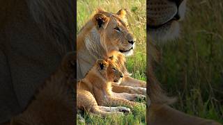 Download Lagu Lion \u0026 her cub are sitting close together on the African savanna #animals #lion #wildlife #savanna MP3