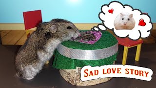 Hamster LOVE STORY: Valentine's Day STORY [subtitles] by Have you seen my hamsters? 287 views 1 year ago 59 seconds