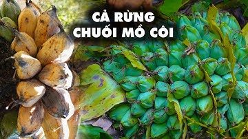 MỘT MÌNH CÂN CẢ RỪNG CHUỐI MỒ CÔI | ẨM THỰC RỪNG B.ẮT ĐƯỢC QUÁ NHIỀU MỘT MÌNH ĂN KHÔNG HẾT | GLTN