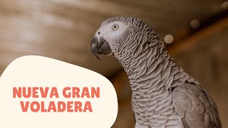 ¡Tito y Floki estrenan una nueva gran voladera! - Eclectus y Yaco